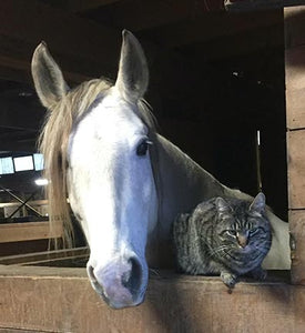 Closeup of a white horse in a stable with its head out of the window next to a tabby cat.