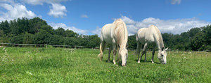 Two white horses grazing in a green field with trees and blue skies in the background